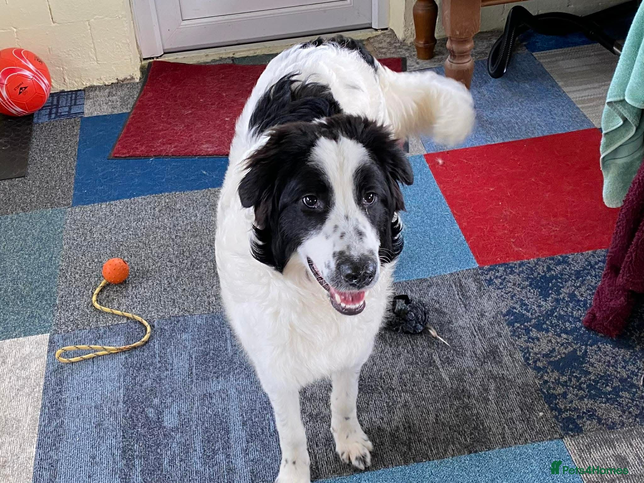 Mixed Breed dogs ACE   - Advert 1