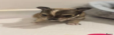 Chihuahua 1