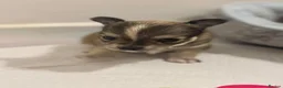 Chihuahua dogs for sale: 3 Long-Haired Mini Chihuahua Puppies – Deer Head in Holywood - Advert 6