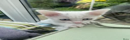 Mixed Breed cats for sale: 3 gorgeous white kittens 12 weeks old - Advert 22