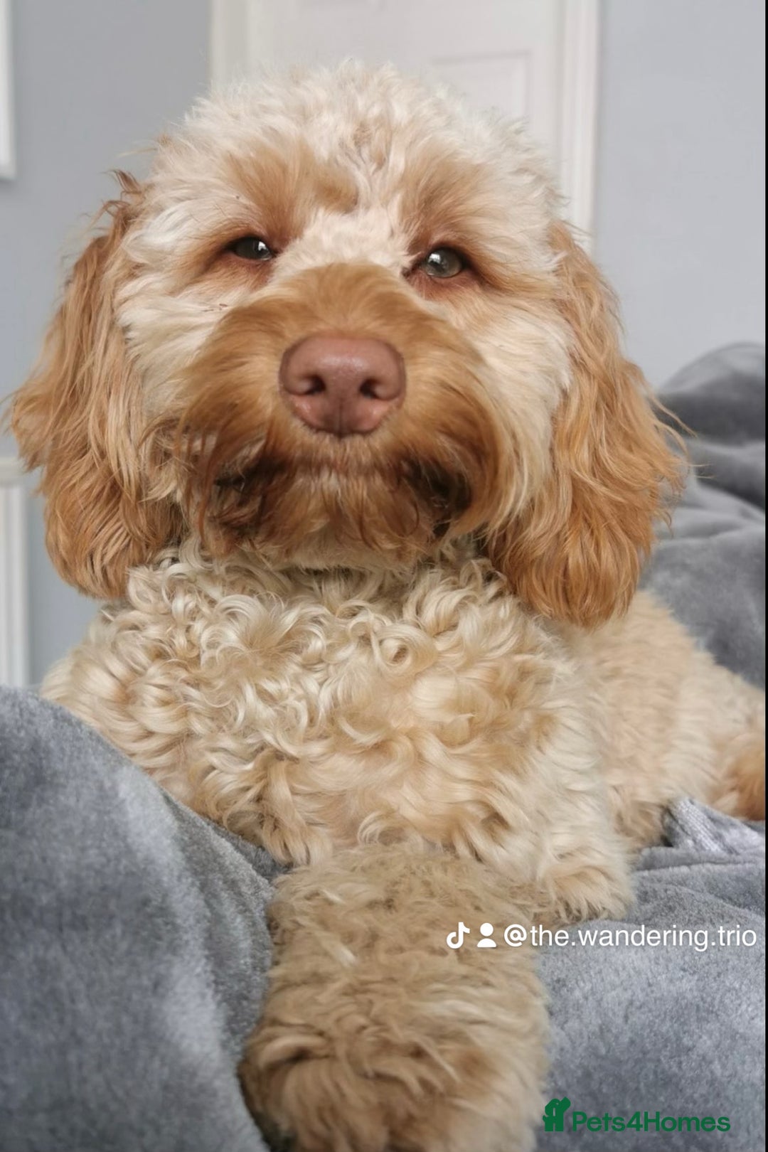 Cockapoo dogs for sale: 5 cockapoo puppies for sale 4 boys and 1 girl  - Advert 17