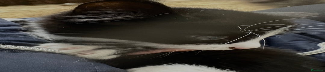 Mixed Breed Kitten 1