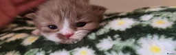 British Shorthair cats for sale: Beautiful British short and longhair kittens 🤎🧸  - Advert 8
