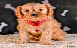 Cavapoo dogs for sale: Adorable Cavapoo Puppies Ready for thier new home - Image 3