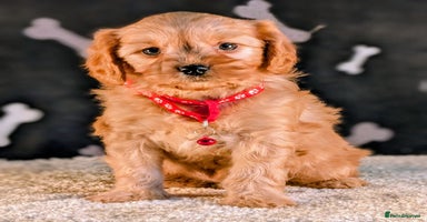 Cavapoo dogs - Advert 5