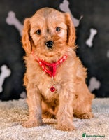 Cavapoo dogs - Advert 5