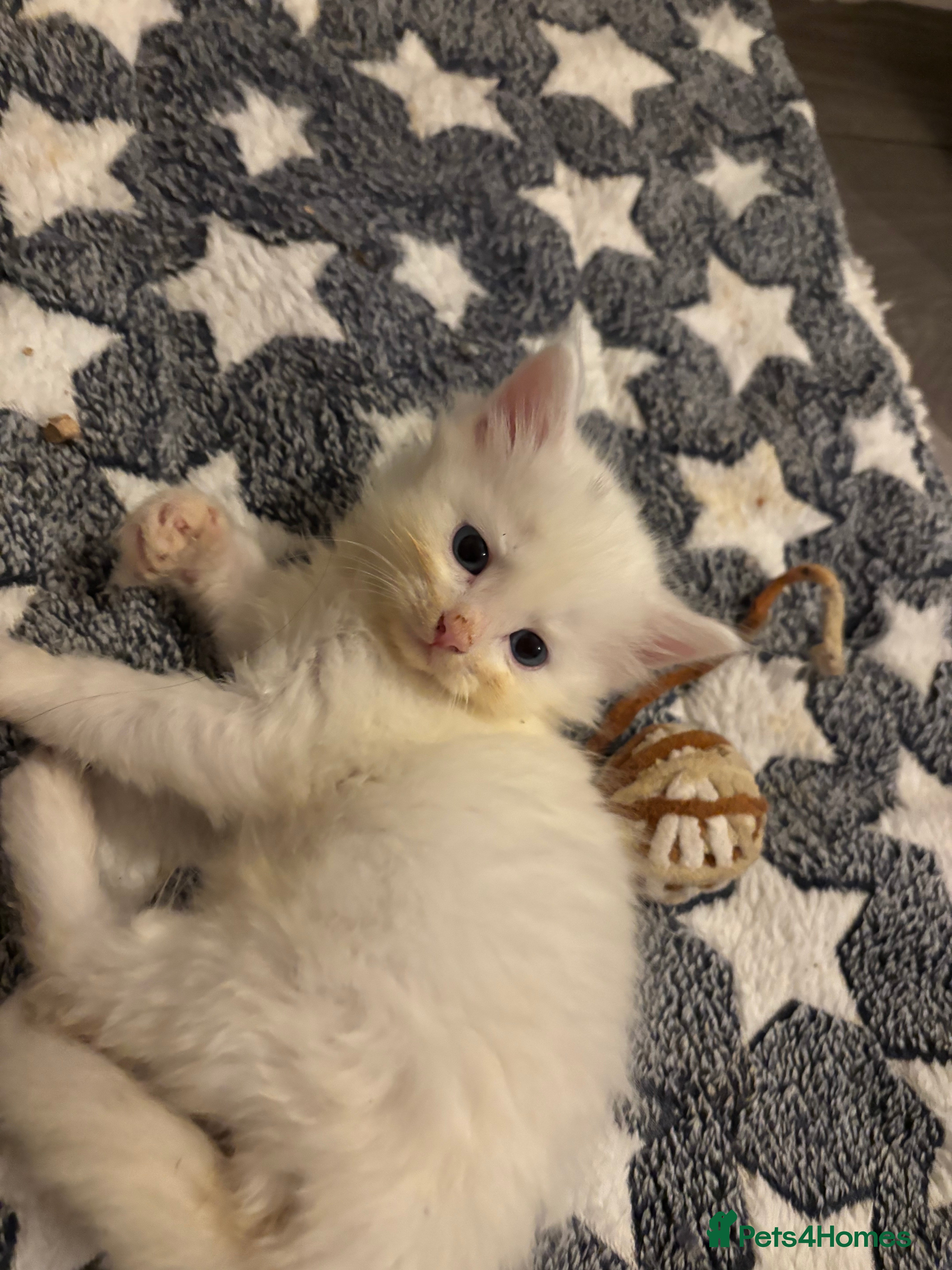 Turkish Angora cats 1 WHITE FLUFFY BOY LEFT 🩵READY NOW - Advert 1