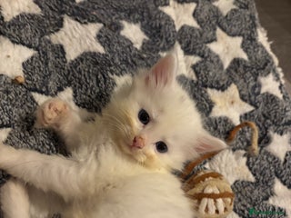 Turkish Angora cats ONE WHITE FLUFFY BOY LEFT 🩵 – Ready 10/12 - Advert 7