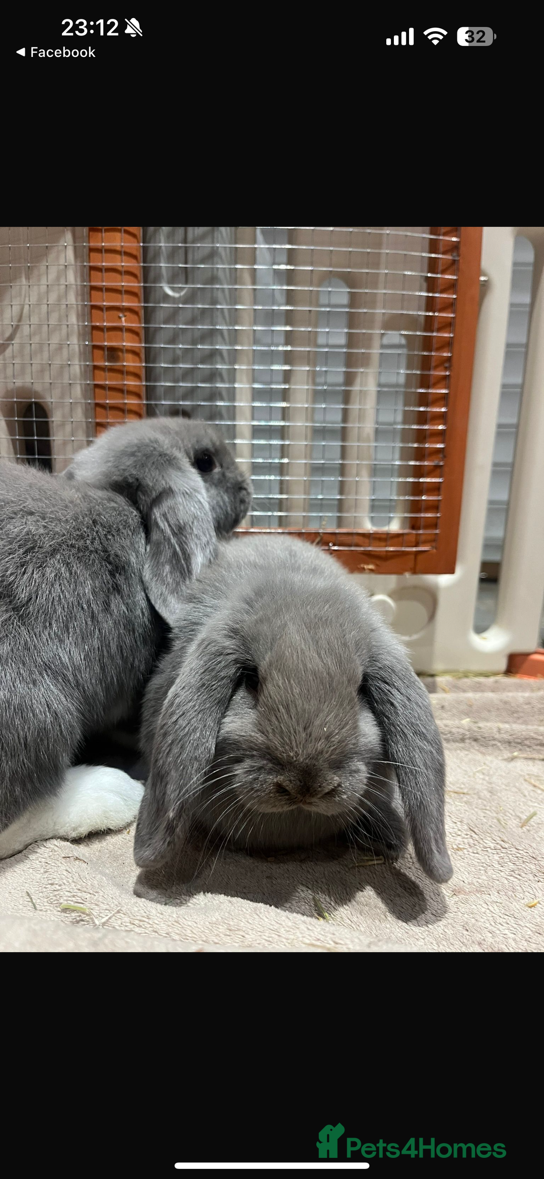 English Lop rabbits for sale: 2 female Beautiful rabbits for sale mini lops - Image 2