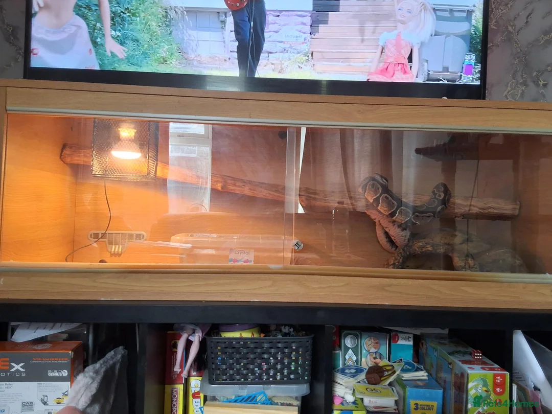 Python Snake reptiles for sale: Ball python  - Advert 2
