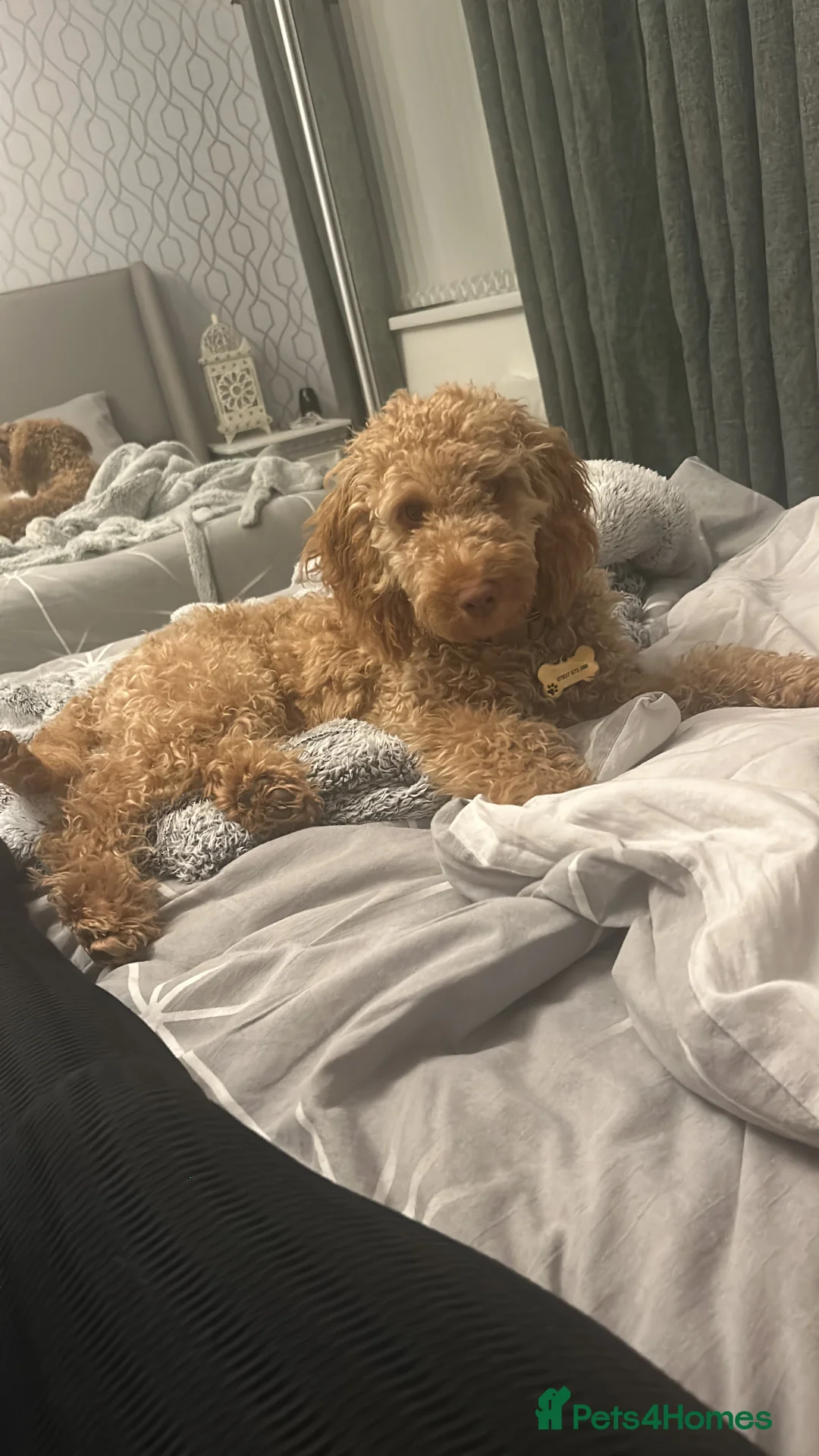 Cockapoo dogs for sale: Male Cockapoo - Rehoming - Advert 9