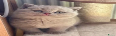 British Shorthair 1