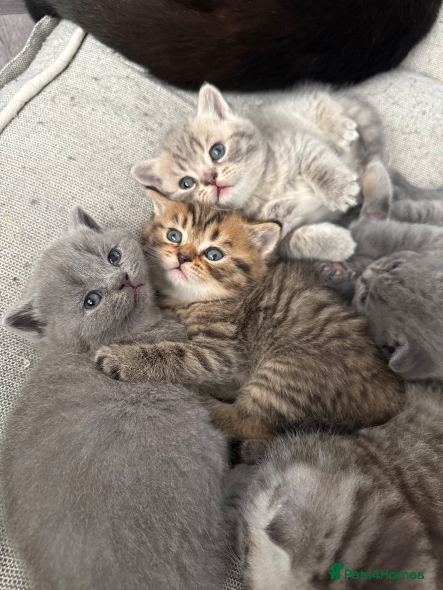 British Shorthair cats British short hair 2 females and 2 males - Advert 4