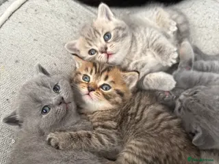 British Shorthair cats British short hair 2 females and 2 males - Advert 2