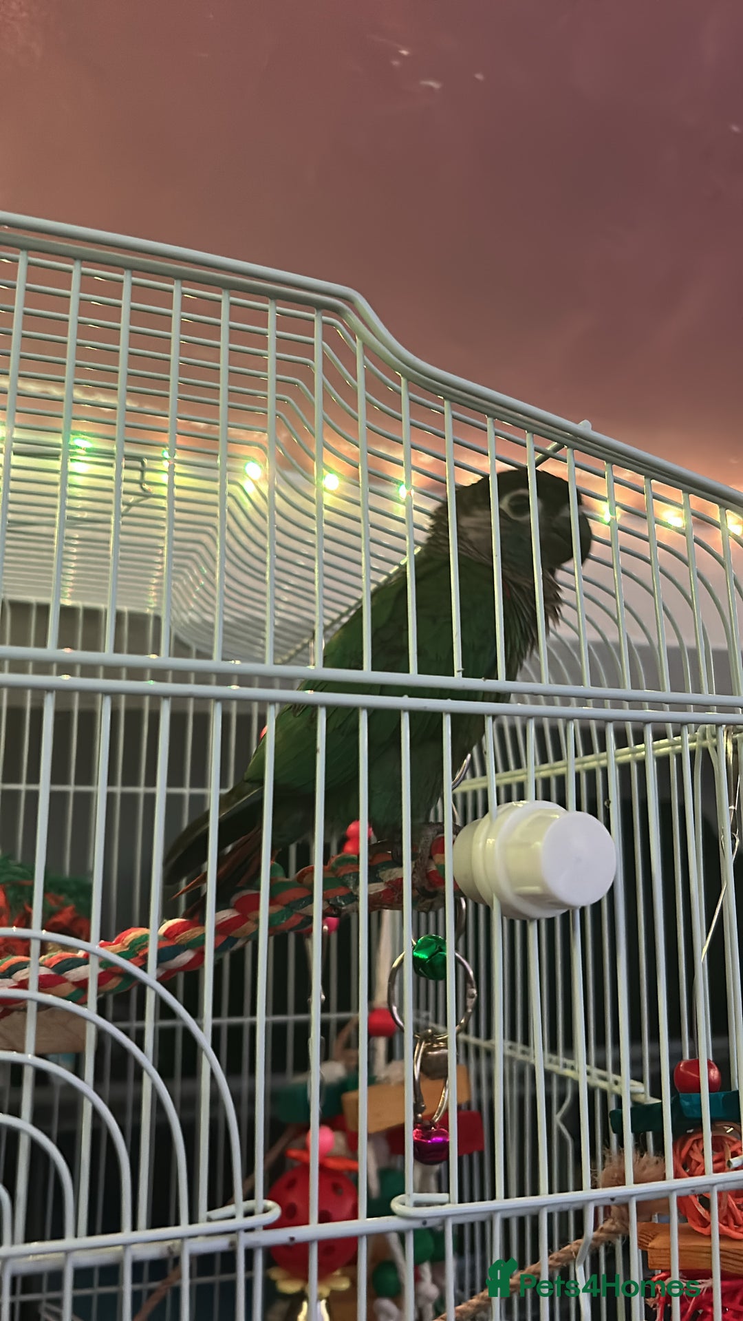 Conures birds for sale: Green Cheeked Conure  - Image 2