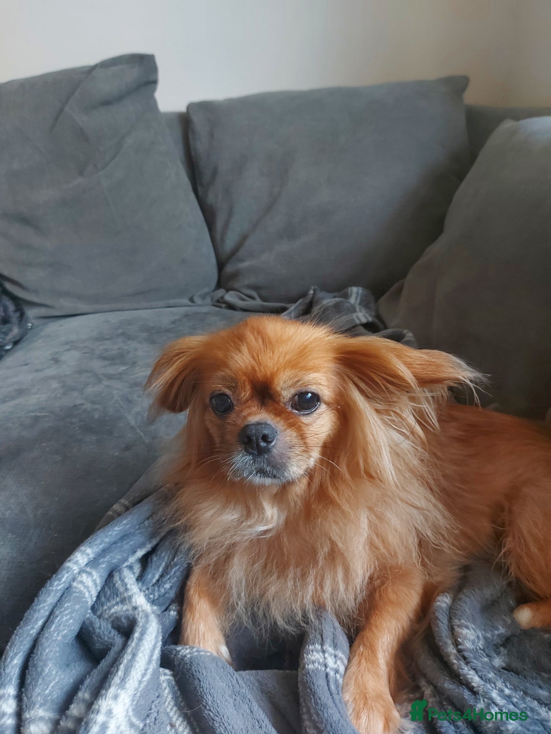 Mixed Breed dogs for sale: Our little additions  - Advert 2