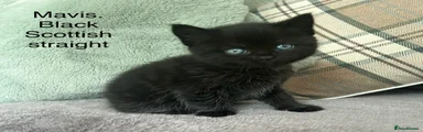 Scottish Fold Kitten 5