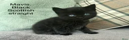 Scottish Fold cats for sale: Scottish folds and straights in Doncaster - Advert 11