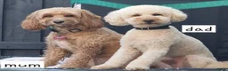 Cockapoo dogs for sale: Beautiful F1b Cockapoo Puppies For Sale 🐾 - Advert 7