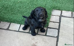 Cocker Spaniel dogs for sale: Working Cocker Spaniels with fabulous pedigree. in Glossop - Image 6