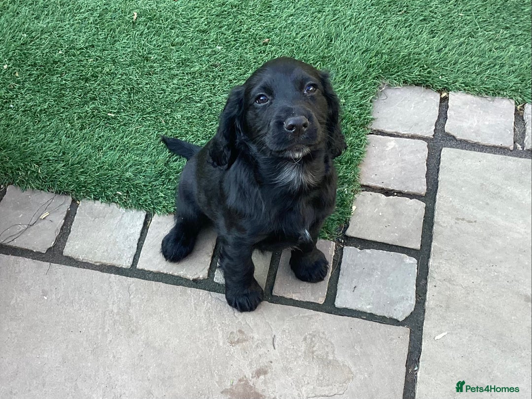 Cocker Spaniel dogs for sale: Working Cocker Spaniels with fabulous pedigree. in Glossop - Image 6