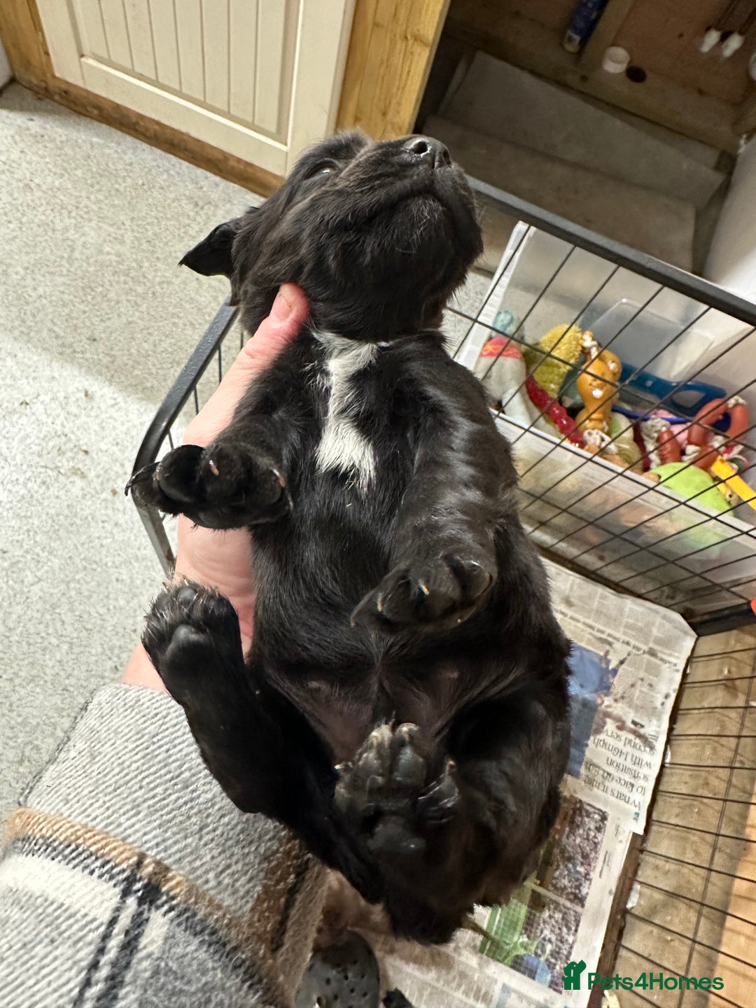 Cocker Spaniel dogs for sale: Kc reg Cocker bitch. Black Ready TODAY - Advert 11