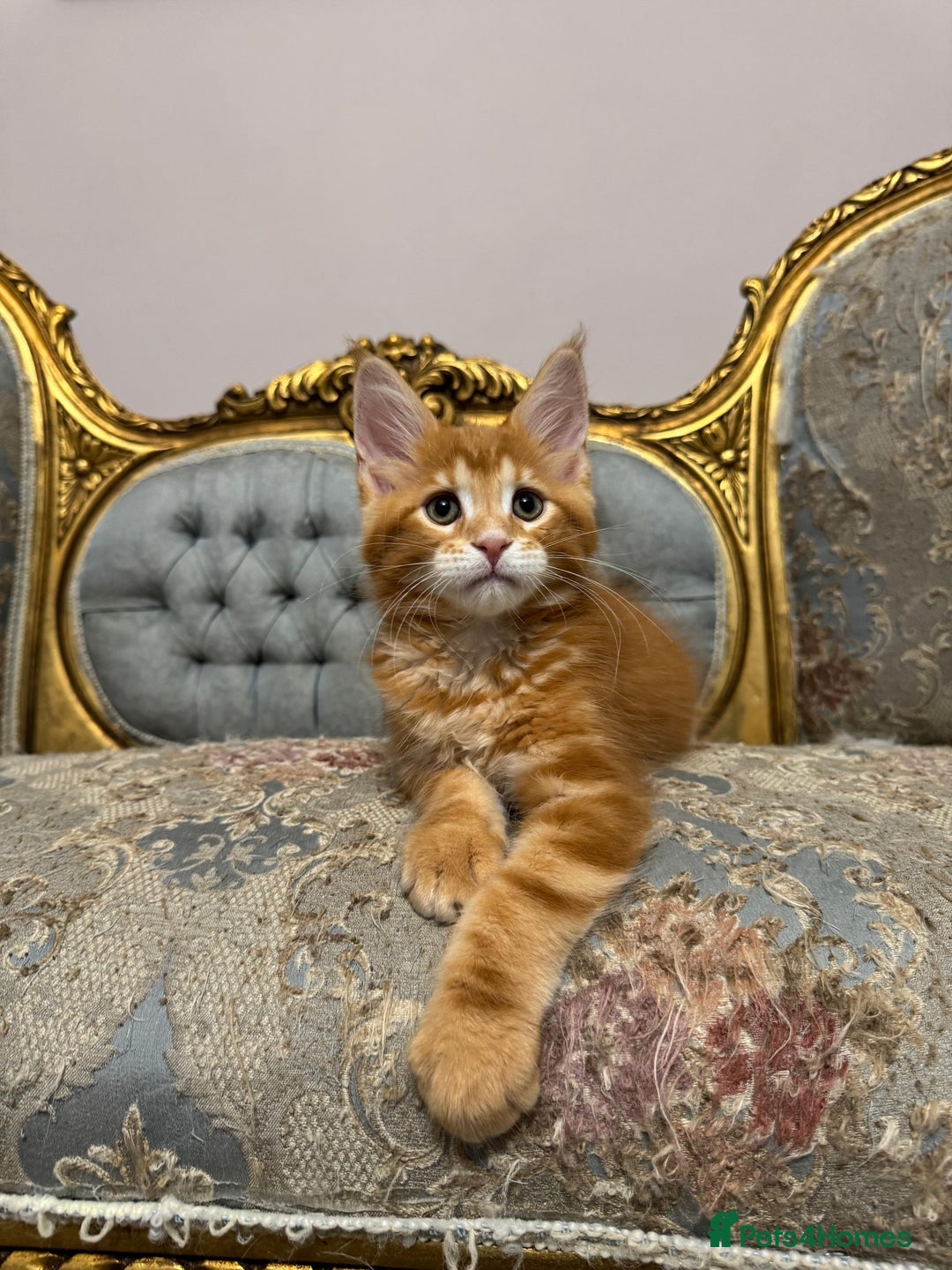 Maine Coon cats for sale: Maine Coon Kittens with Elite Heritage 🌟🌟🌟🌟🌟 - Image 35