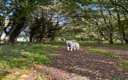 White Swiss Shepherd dogs for sale: White Swiss Shepherd  - Image 4