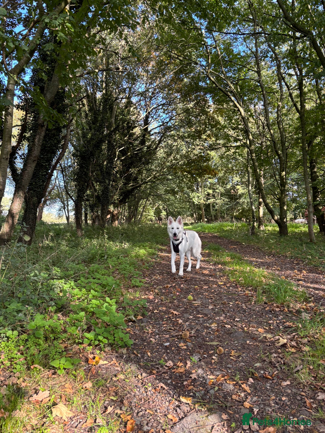 White Swiss Shepherd dogs for sale: White Swiss Shepherd  - Image 4