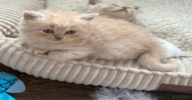 British Shorthair cats - Advert 9