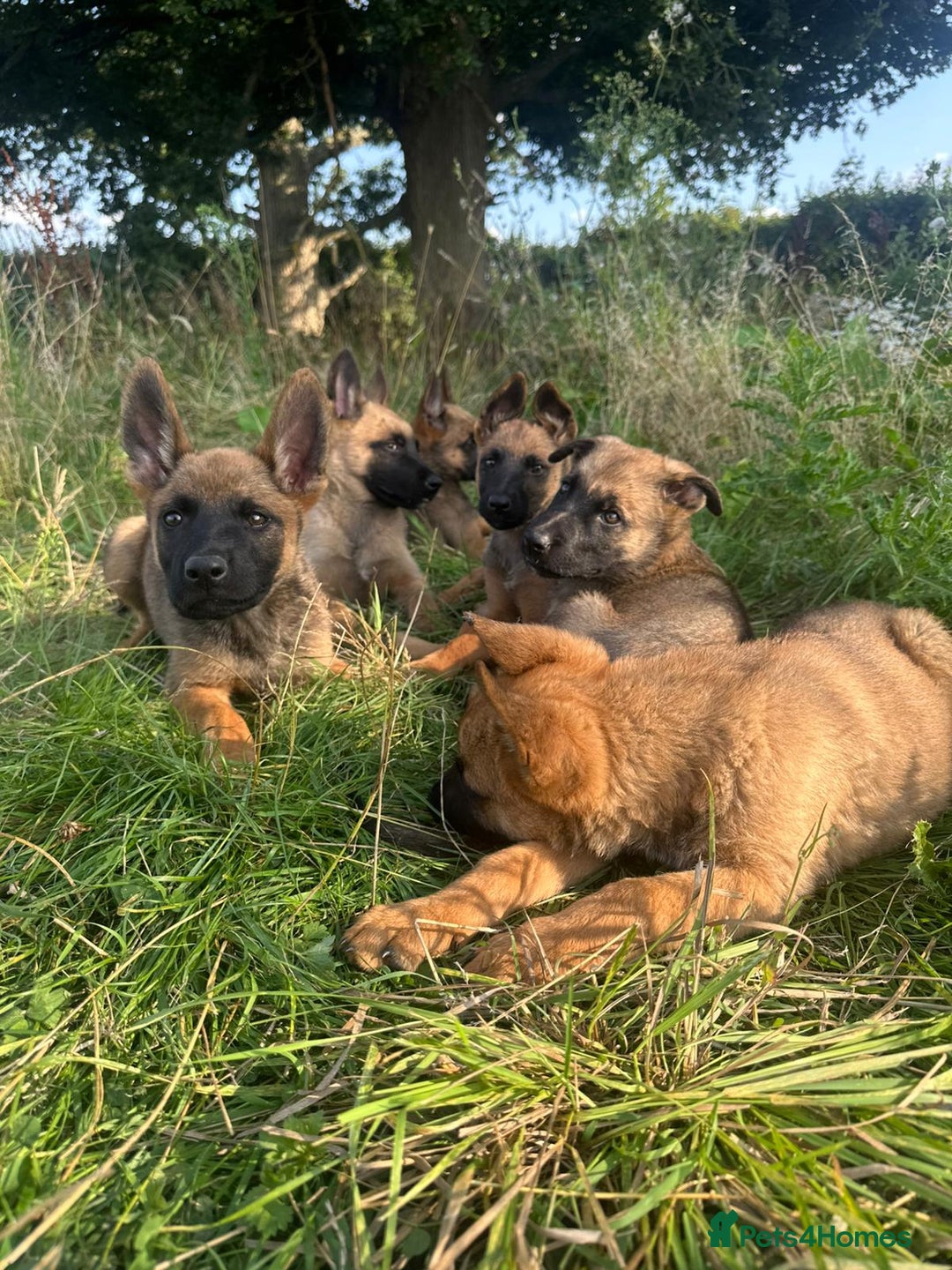 Mixed Breed dogs for sale: German shepherd x Belgian shepherd puppies - Image 31