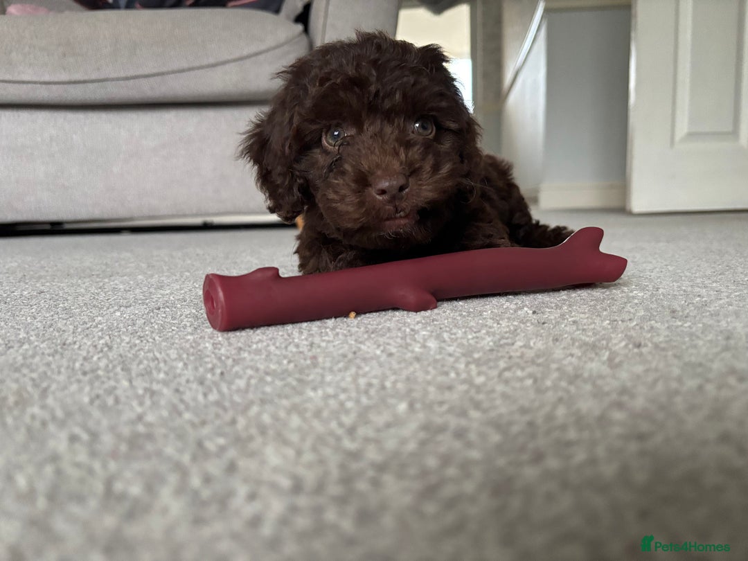 Cockapoo dogs for sale: F1b female Cockapoo puppy  - Image 5