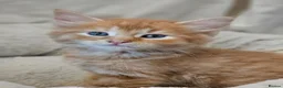 Mixed Breed cats for sale: Ready Saturday - Gorgeous Ragdoll X Ginger Kitten - Advert 21