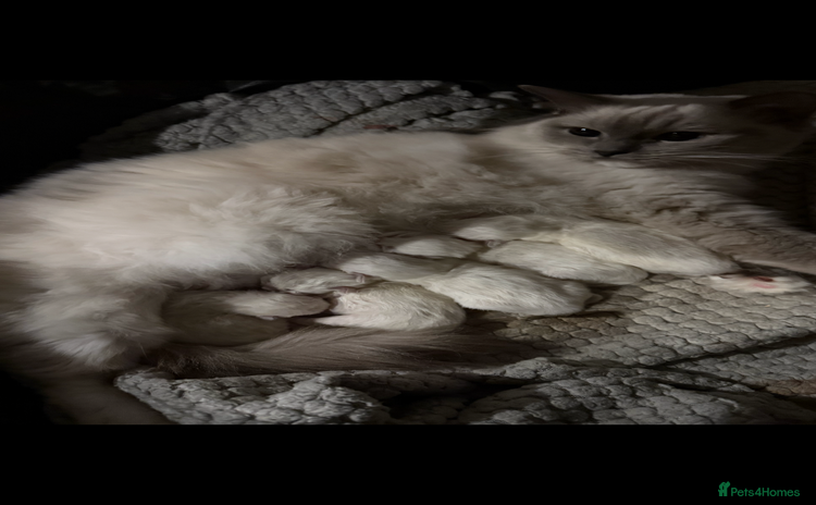 Ragdoll cats - Advert 2