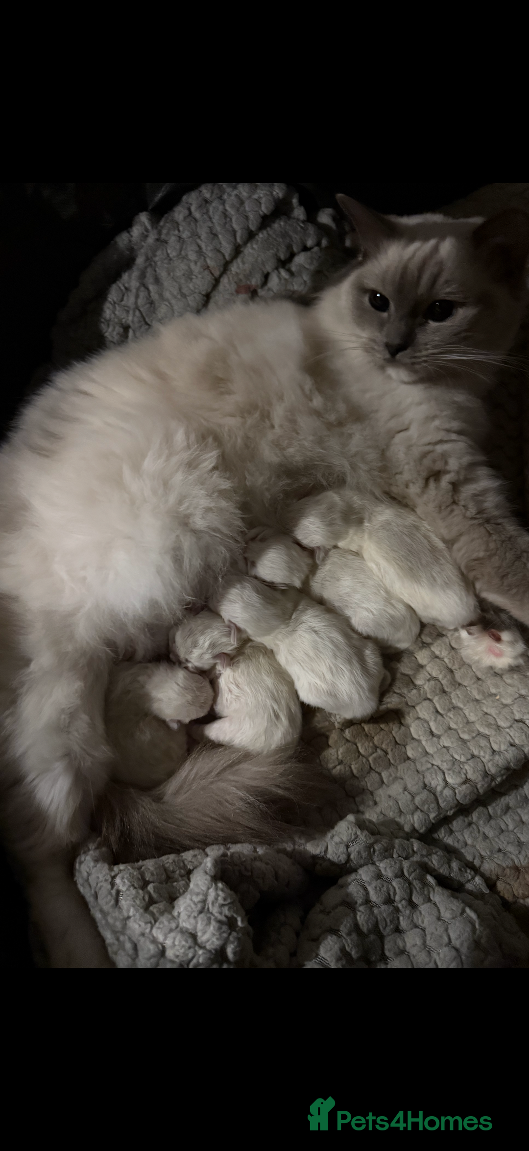 Ragdoll cats for sale: 5 beautiful Ragdoll kittens - Image 1