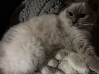 Ragdoll cats - Advert 6