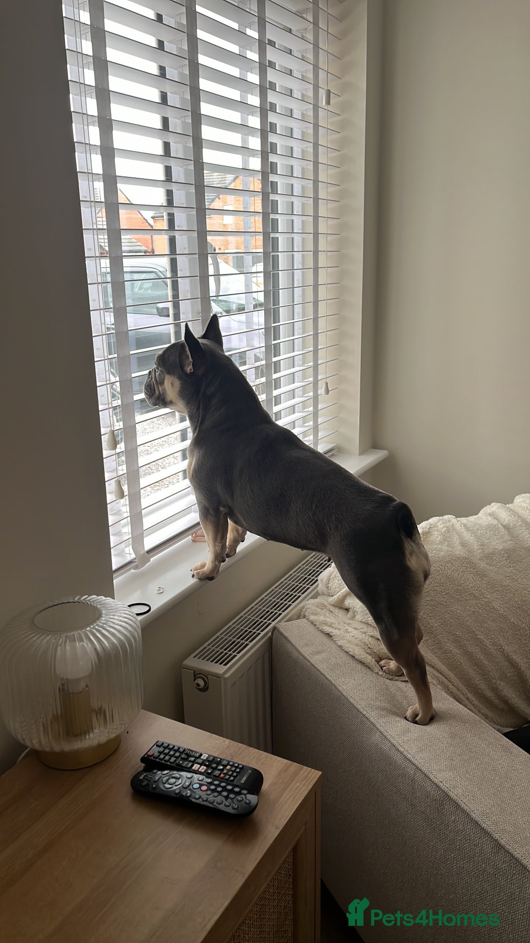 French Bulldog dogs for sale: 3 year old female French bulldog - Image 8