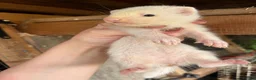 Ferret rodents for sale: European polecat x ferret kids - Advert 2