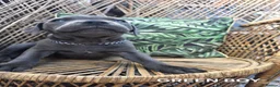 Staffordshire Bull Terrier dogs for sale: 3 HANDSOME BOYS - Advert 4
