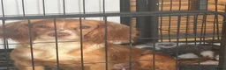 Cockapoo dogs for sale: Stunning f1 cockapoo puppies 🐶  - Advert 8