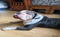 Olde English Bulldogge dogs for sale: 6 year boy needs new home - Image 6