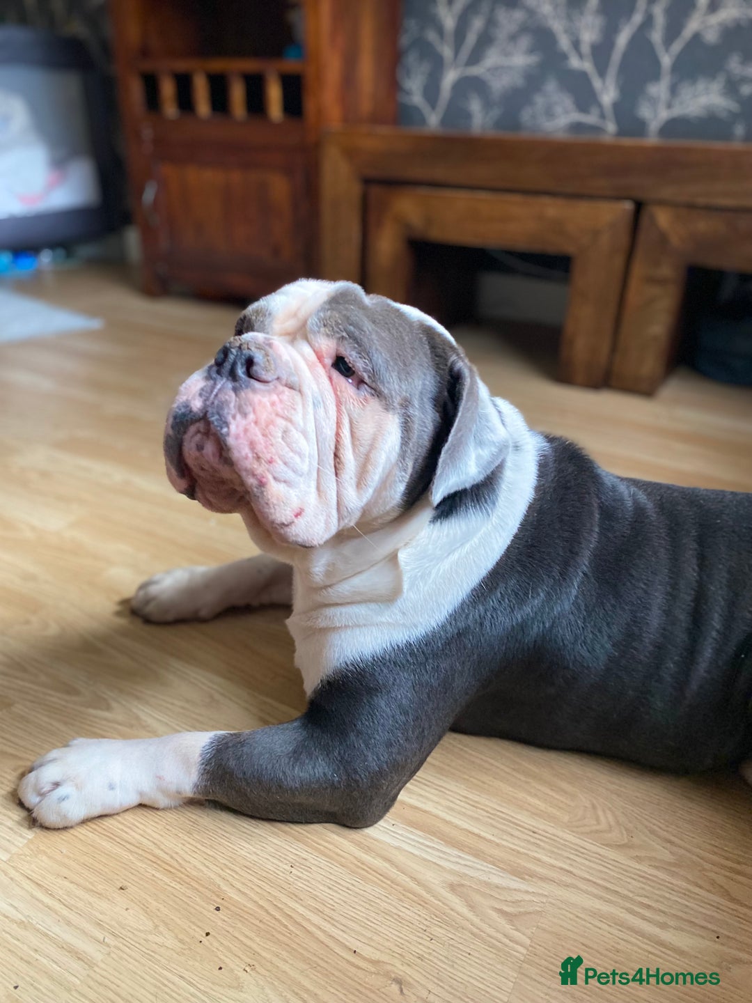 Olde English Bulldogge dogs for sale: 6 year boy needs new home - Image 6