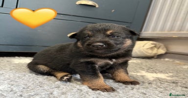 German Shepherd dogs - Advert 8
