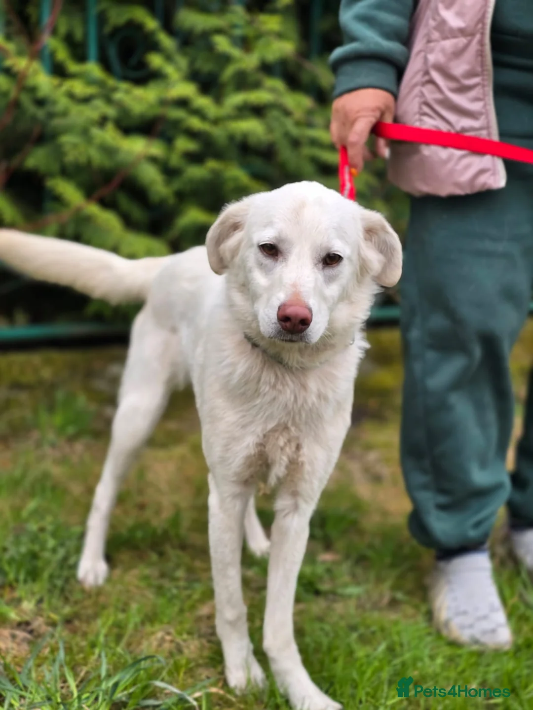 Mixed Breed dogs for adoption: ❤️BELLA❤️ Full of Love, Joy and Life - Advert 2