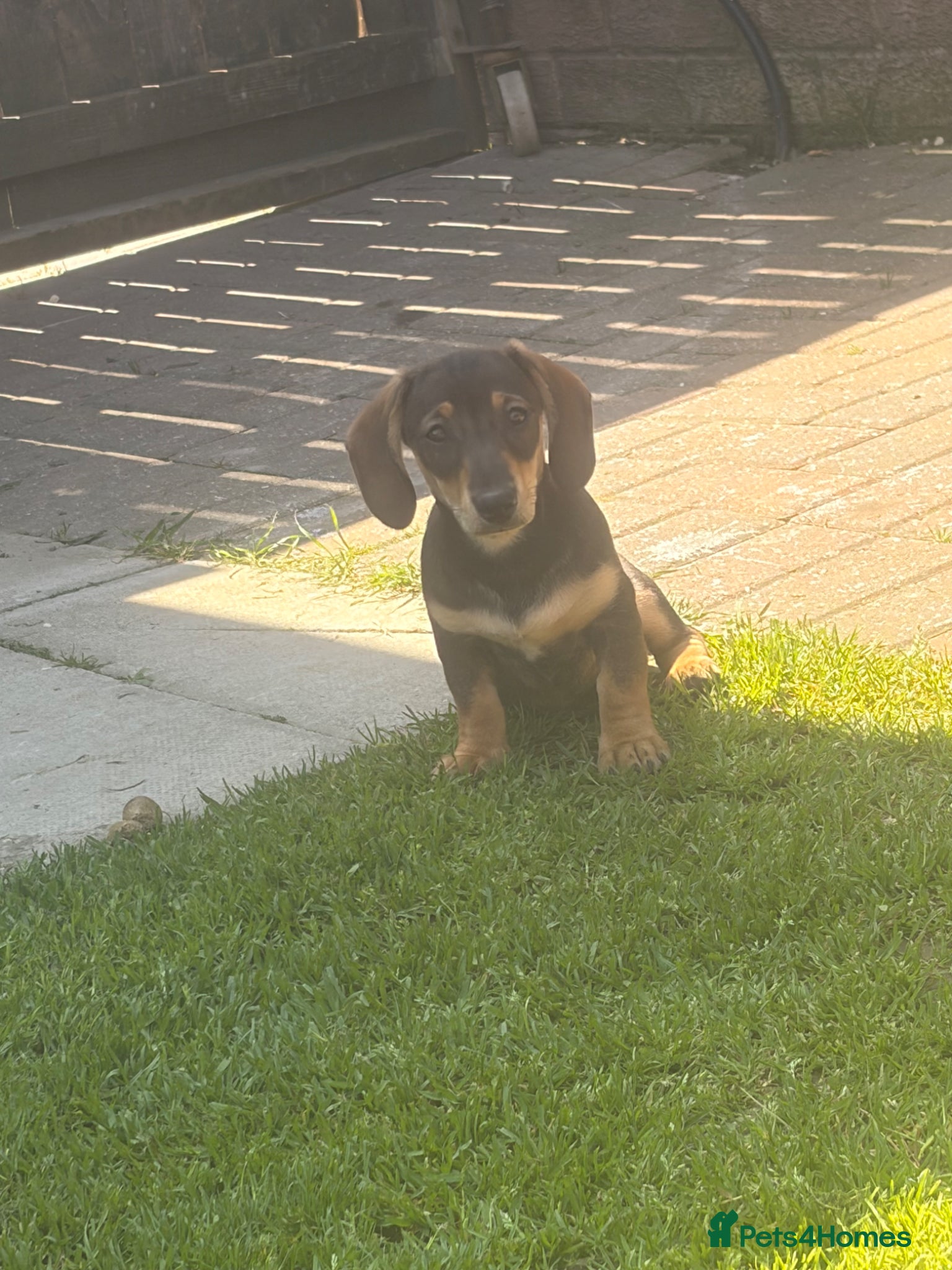 Miniature Dachshund dogs *Reduced* Last two beautiful mini dachshunds  - Advert 1