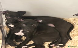 Lurcher dogs for sale: Working Lurcher  - Advert 5