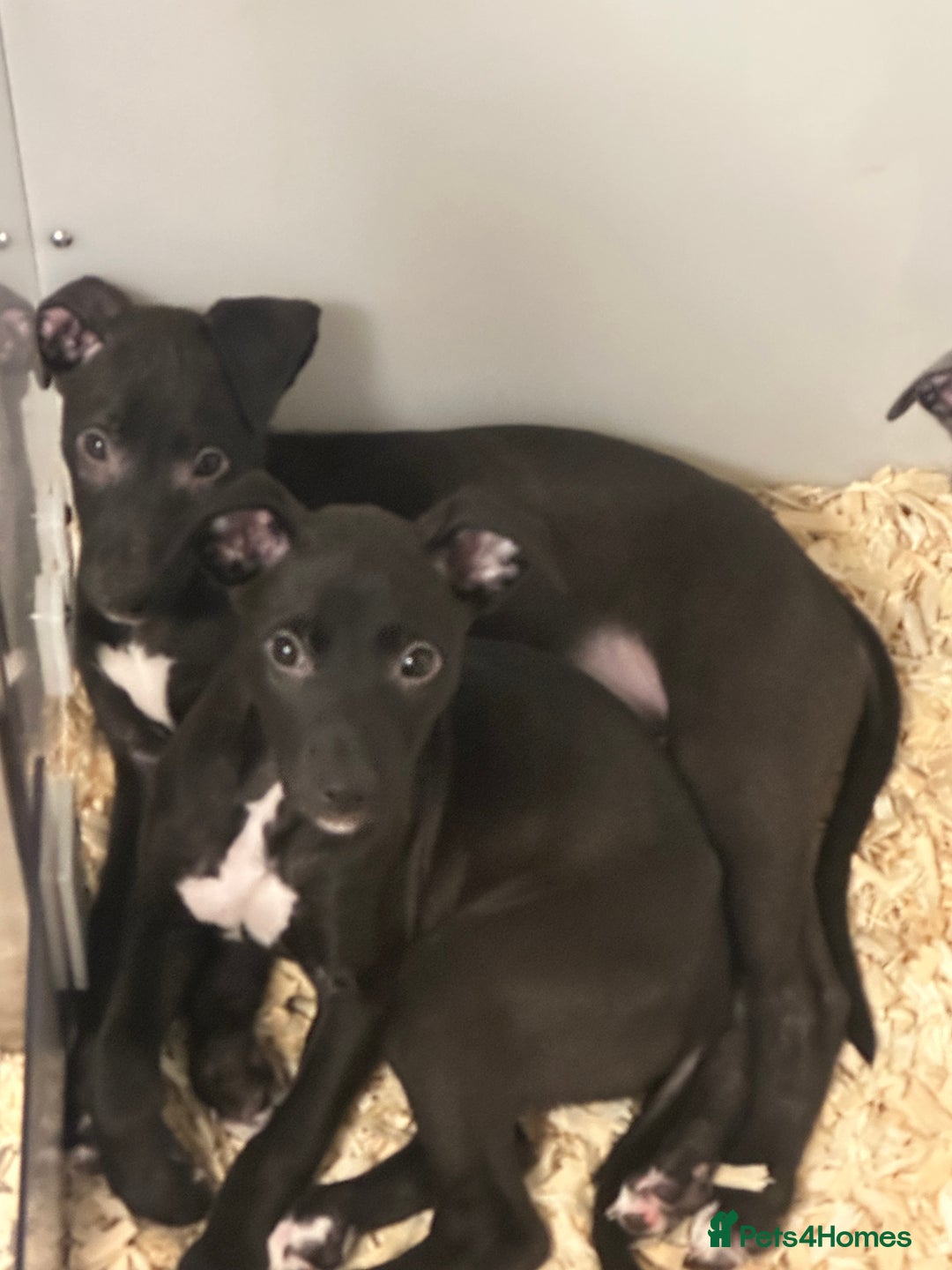 Lurcher dogs for sale: Working Lurcher  - Advert 5