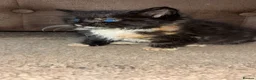 Mixed Breed cats for sale: Ready now!!! - Advert 5