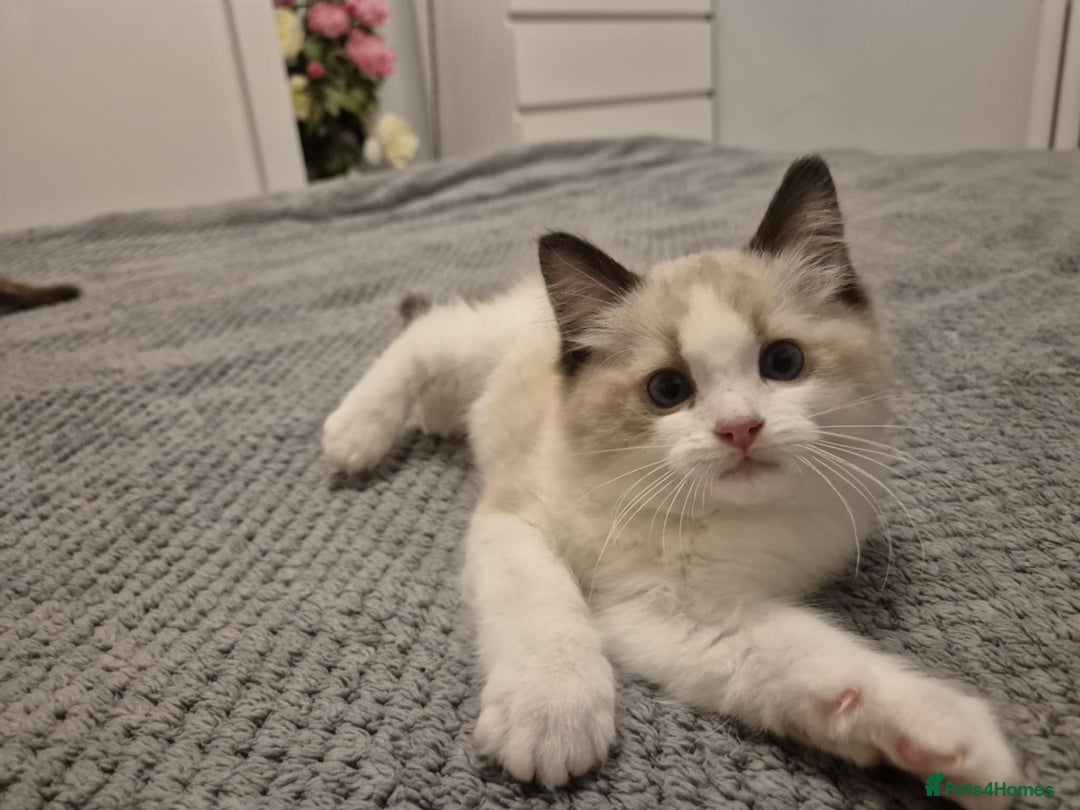 Ragdoll cats for sale: 3 Tica Registered Ragdoll Kittens For Sale  - Advert 11