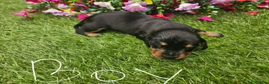Dachshund 7